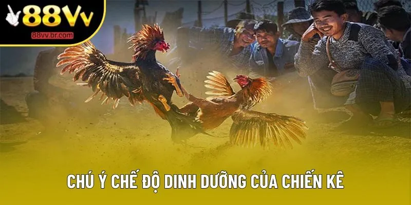 Chú ý chế độ dinh dưỡng của chiến kê