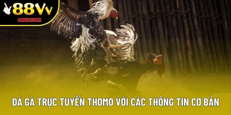 Đá gà trực tuyến Thomo với các thông tin cơ bản
